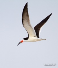 Black Skimmer in flight