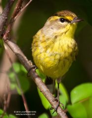 Palm Warbler