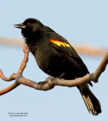 Red-winged Blackbird