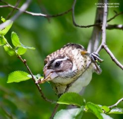 Rose-breasted Grosbeak female