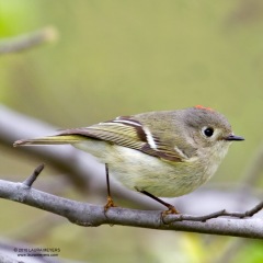Ruby-crowned Kinglet Male