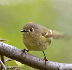 Ruby-crowned Kinglet