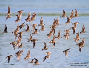 Sandpipers in flight