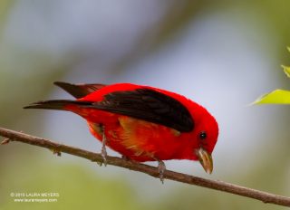 Scarlet Tanager