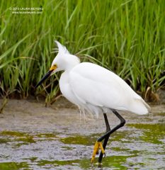 Snowy Egret