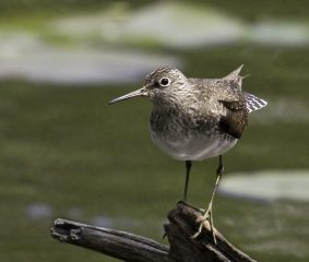Solitary Sandpiper