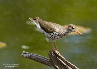 Spotted Sandpiper breeding