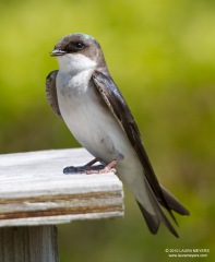 Tree Swallow Juvenile