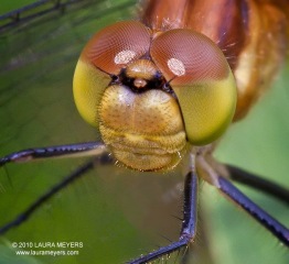 Whitefaced Meadowhawk Dragonfly (female)