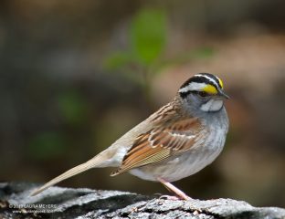 White-thoated Sparrow