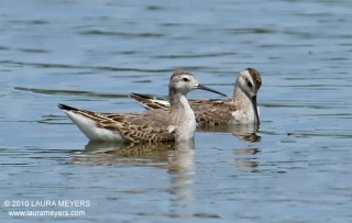 Wilson's Phalaropes