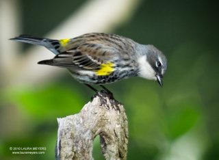 Yellow-rumped Warbler