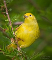 Yellow Warbler