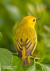 Yellow Warbler