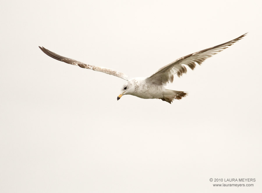 Herring Gull (juvenile) in flight