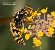 Aerial Yellowjacket (male)