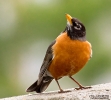 American Robin