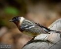 Bay-breasted Warbler