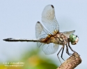 Blue Dasher male