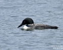Common Loon