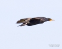 Double-crested Cormorant