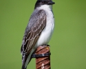 Eastern Kingbird