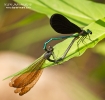 Ebony Jewelwings mating