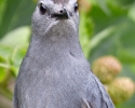 Gray Catbird closeup