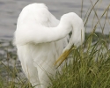 Great Egret