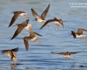 Greater Yellowlegs in flight