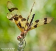 Halloween Penant Dragonfly male