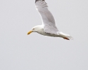 herring_gull_adult_in_flight_oceanside1_0