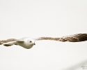 Herring Gull in flight
