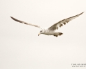 Herring Gull (juvenile) in flight