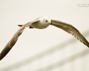 Herring Gull in flight