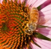 Honey Bee  Stuyvesant Cove