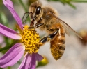 Honey Bee Stuyvesant Cove