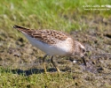 Least Sandpiper