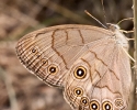 Northern Pearly-eye Butterfly