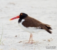 American Oystercatcher