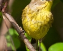 Palm Warbler