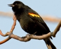 Red-winged Blackbird