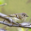 Ruby-crowned Kinglet Male