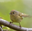 Ruby-crowned Kinglet