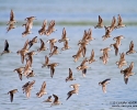 Sandpipers in flight