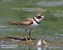 Semipalmated Plover