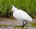 Snowy Egret