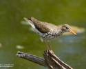 Spotted Sandpiper breeding