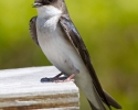 Tree Swallow Juvenile