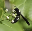 Weevil Wasp (cerceris fumipeenis)